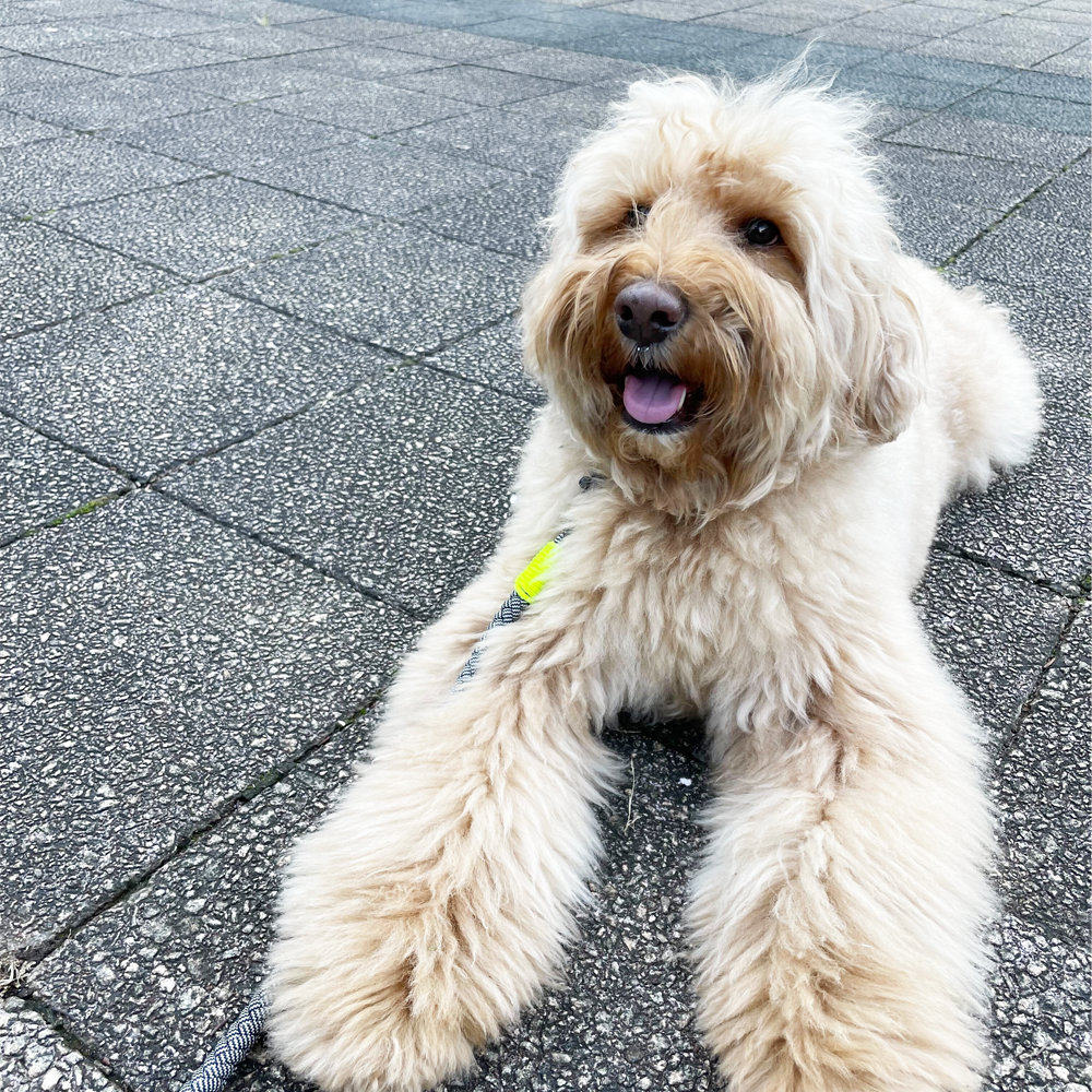 犬の散歩