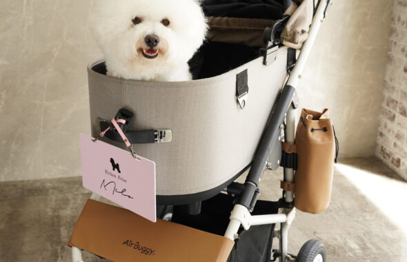 撮影スタジオで撮ったペットカートに乗っている犬とペットグッズ