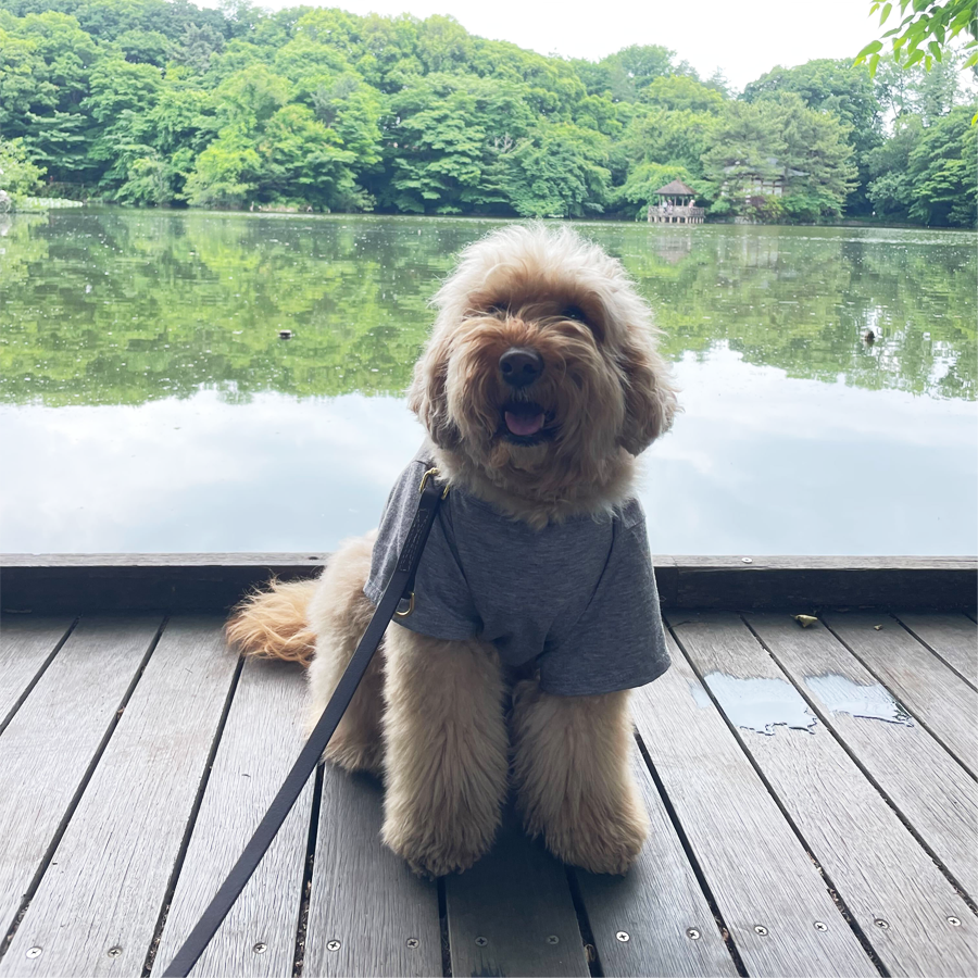 石神井公園をお散歩中のハリー君
