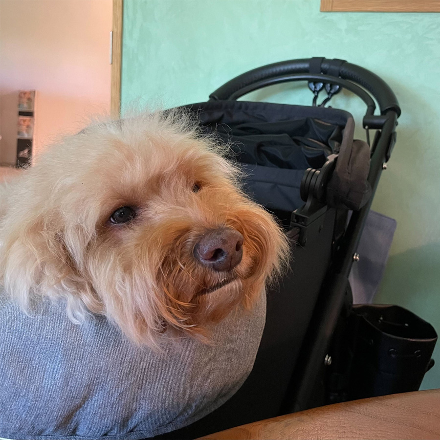 クーラーがキンキンに効いたカフェで、犬のハリーくんとひと休み中