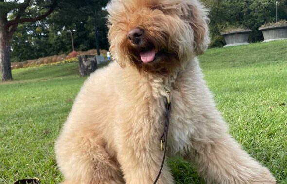 涼しくなってお散歩を喜んでいる愛犬のハリー君