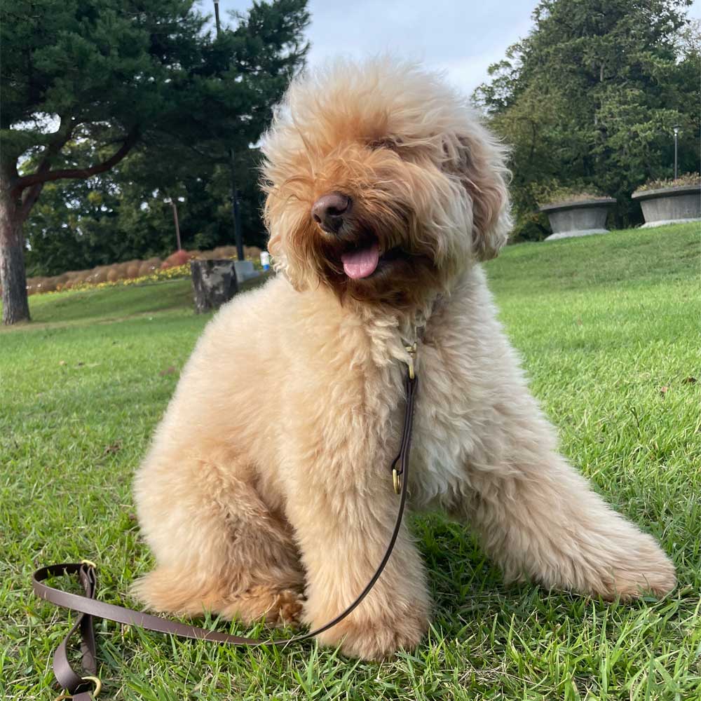 涼しくなってお散歩を喜んでいる愛犬のハリー君