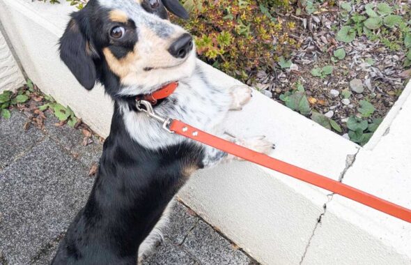 ミニチュアダックスとコーギーのミックス犬の「リタ」のお散歩風景