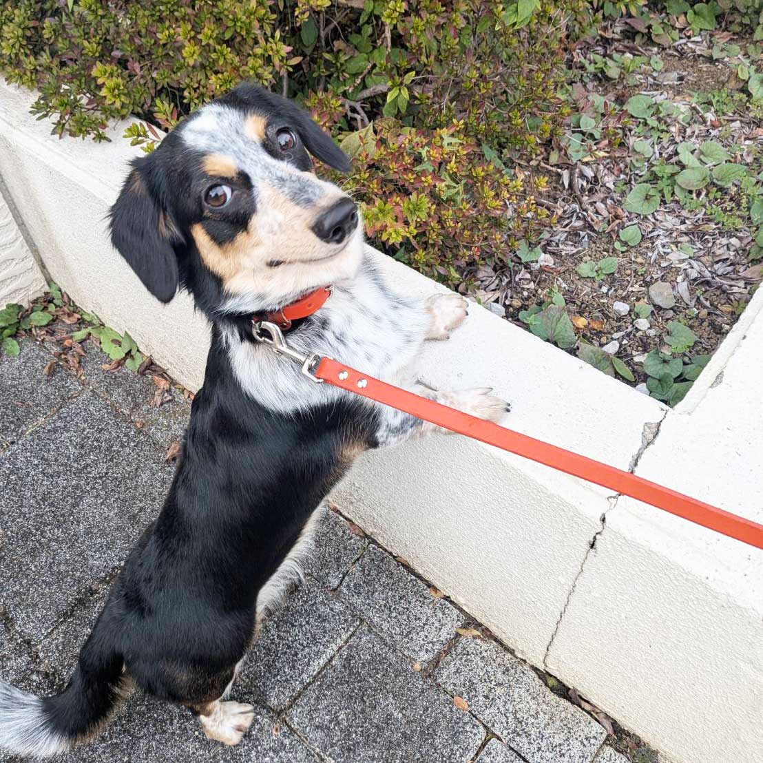 ミニチュアダックスとコーギーのミックス犬の「リタ」のお散歩風景