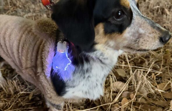 ダックスとコーギーのMIXのリタに当店で作製した「光る迷子札」をつけてお散歩した風景