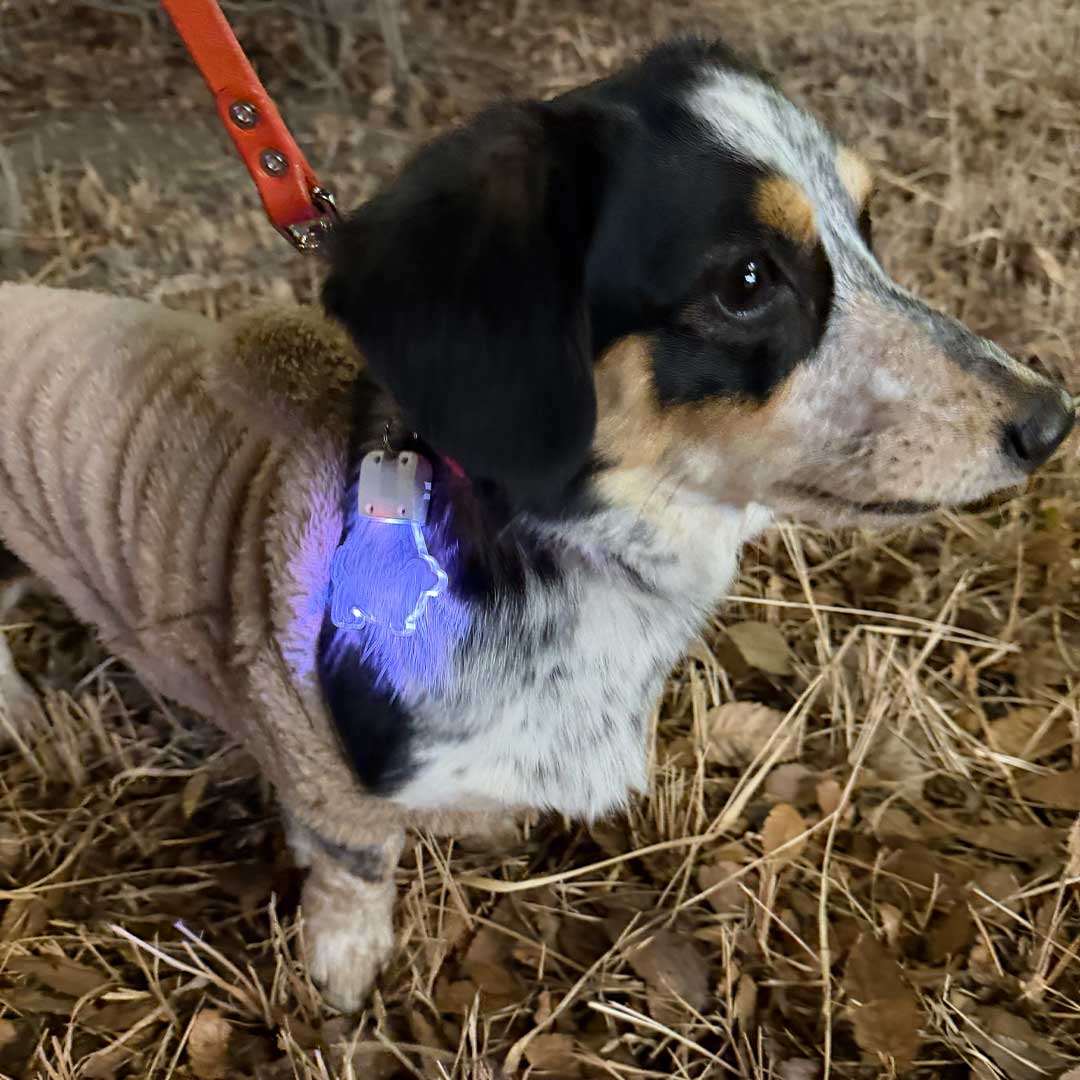 ダックスとコーギーのMIXのリタに当店で作製した「光る迷子札」をつけてお散歩した風景
