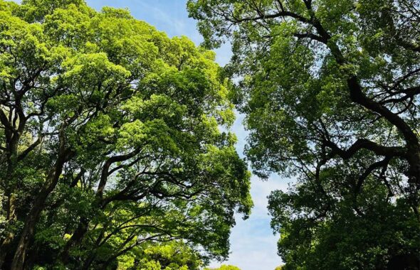 木々が生い茂る明治神宮の景色