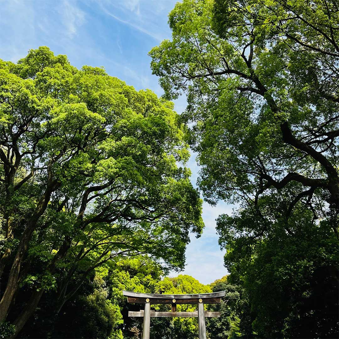 木々が生い茂る明治神宮の景色