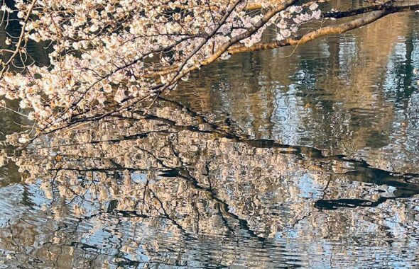 桜が綺麗に咲いている画像