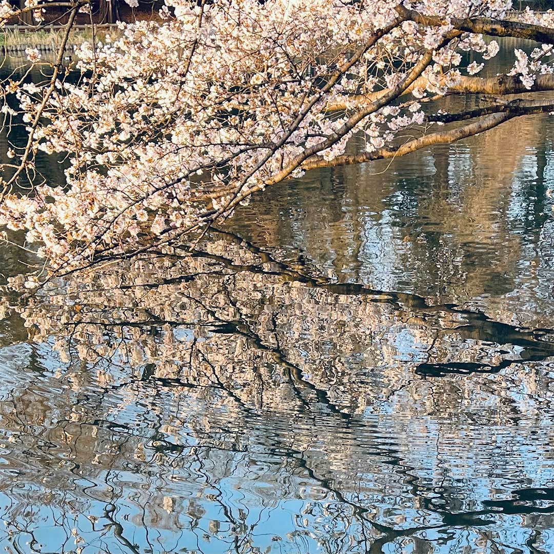 桜が綺麗に咲いている画像